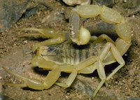 : Leiurus quinquestriatus; Death Stalker Scorpion