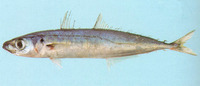 Decapterus macrosoma, Shortfin scad: fisheries, bait