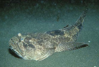 Daector reticulata, Reticulated toadfish: