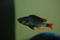 Haplochromis piceatus, :