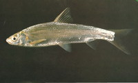 Xenocypris argentea, Yellowfin: fisheries