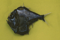 Argyropelecus lychnus, Tropical hatchetfish: