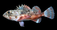 Scorpaena russula, Reddish scorpionfish: fisheries