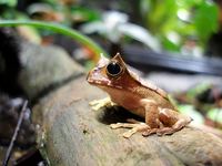 Marsupial frog (Gastrotheca cornuta) - in Columbia