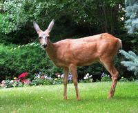 Image of: Odocoileus hemionus (mule deer)