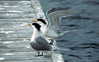 Sterna bergii - Great Crested-Tern