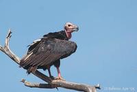Image of: Sarcogyps calvus (red-headed vulture)