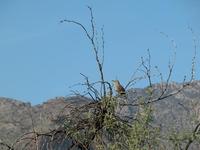 Image of: Toxostoma curvirostre (curve-billed thrasher)
