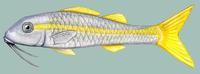 Image of: Mulloidichthys martinicus (yellow goatfish)