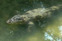 Image of: Alligator sinensis (Chinese alligator)