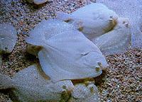 Bothus podas - Wide-eyed Flounder