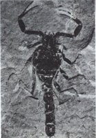 Scorpion      fossile 6cm