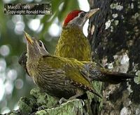 Streak-throated Woodpecker - Picus xanthopygaeus