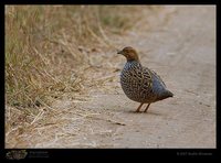 Painted Francolin - Francolinus pictus