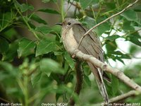 Brush Cuckoo - Cacomantis variolosus