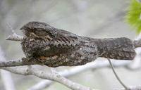 Gray Nightjar - Caprimulgus indicus