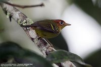Yellow-breasted Warbler - Seicercus montis