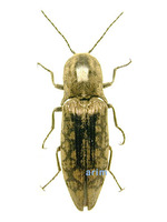 얼룩방아벌레 - Actenicerus pruinosus