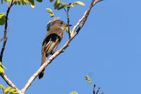 Brown-crested  flycatcher   -   Myiarchus  tyrannulus   -