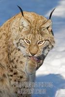 lynxes licking his paw in winter European lynx ( Lynx lynx ) stock photo