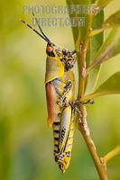 Elegant grasshopper in profile stock photo