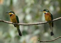 Cinnamon-chested Bee-eater p.228