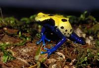 Dyeing Poison Frog Dendrobates tinctorius