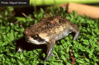 : Breviceps mossambicus; Mozambique Rain Frog
