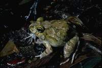 : Limnodynastes ornatus; Ornate Burrowing Frog