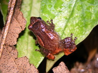 : Pristimantis vocator; Agua Buena Robber Frog