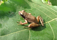: Rana macrocnemis; Iranian Long-legged Frog