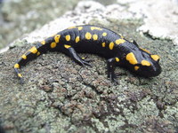 : Salamandra salamandra longirostris; Fire Salamander