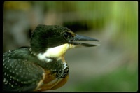 : Megaceryle maxima; Giant Kingfisher