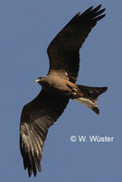 : Milvus migrans; Black Kite