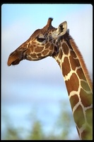 : Giraffa camelopardalis; Giraffe