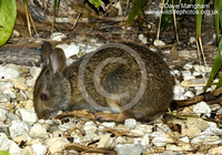 : Sylvilagus palustris; Marsh Rabbit