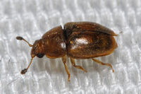: Epuraea sp.; Sap-feeding Beetle