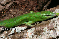 : Lamprolepis smaragdina; Emerald Skink