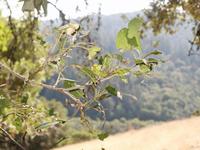 : Phryganidia californica; California Oakworm;