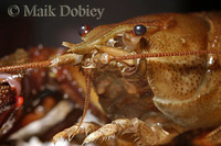 : Astacus astacus; European Crayfish