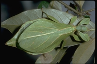 : Phyllium sp.; Leaf Insect