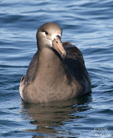 Black-footed Albatross. 30 September 2006. Photo by Jay Gilliam