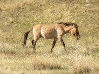 Takhi / Przewalski's Horse (Dan Mantle)