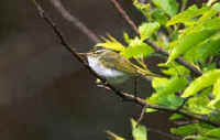 The Eastern Crowned Warbler, found during FONT Japan Tours in the Spring