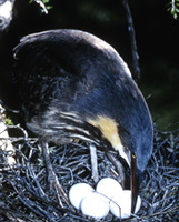 Black Bittern at nest.