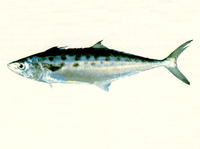Scomberomorus queenslandicus, Queensland school mackerel: fisheries, gamefish
