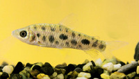 Leporinus maculatus, Spotted leporinus: aquarium