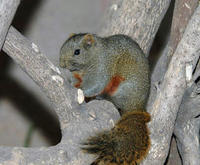 Image of: Callosciurus erythraeus (Pallas's squirrel)