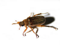 Image of: Scarabaeidae (scarab beetles)