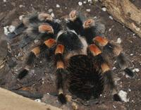 Image of: Brachypelma smithi (Mexican redknee tarantula)